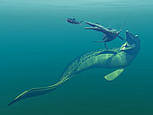 Artist's concept of primary marine predators that shared the ocean waters of the Western Interior Seaway of North America 75 million years ago. Left to right is a non-descript invertebrate pursued by a 4 foot long Enchodus, followed by a 17 foot long Dolichorhynchops, followed by a 55 foot long Mosasaur.