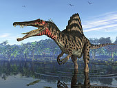 An eight ton Spinosaurus searches for its next meal 95 million years ago in shallow waters of what is today Egypt. With a massive crocodile-like head and enormous muscular body, this terrifying carnivore was larger than the Early Cretaceous Suchomimus and may have been mightier even than the famous Tyrannosaurus Rex of approximately the same period.