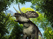 A 10 foot long, 250 pound Zuniceratops wanders a Cretaceous forest 90 million years ago in what is today New Mexico. . . Like the better known and larger Triceratops, Zuniceratops was a Ceratopsid, a family of four-legged plant-eating dinosaurs characterized by beaks, rows of shearing teeth in the back of the jaw, and elaborate horns and frills. While they resemble defensive shields, the frills are in fact relatively fragile, suggesting that they may have served a purpose other than protecting against a brute force attack. One possibility is that the frills were employed as visual displays in order to intimidate rivals and attract the opposite sex.