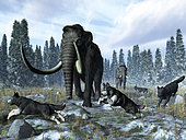 A pack of dire wolves crosses paths with two mammoths 150 thousand years ago during the Upper (Tarantian) Pleistocene Epoch in North America. A late fall dusting of snow heralds the coming winter. This was a period of glaciation known in North America as the Illinoian Stage when the Laurentide ice sheet covered much of the continent to a depth of 2 miles. . . The extinct Dire Wolf was closely related to the modern Gray Wolf, though is not the direct ancestor of known wolf today. The Dire Wolf was larger and stockier than the Gray Wolf with proportionally shorter legs. Mammoths were close relatives of modern elephants and approximately the same size, though Asian mammoths were somewhat larger than their American cousins. Mammoths had massive tusks. Both mammoths and dire wolves disappeared from the North American continent about ten thousand years ago.