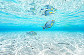 Eyestripe surgeonfish (Acanthurus dussumieri) below the surface in the lagoon, Mayotte