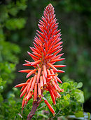 Krantz aloe, kransaalwyn, ikalene, inkalane or umhlabana (Aloe arborescens) flower. Western Cape. South Africa