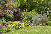 Jardin Cali Canthus, ornamental garden, decorative, visited by the public, plant composition, Saint Maurice (67220), Bas Rhin (67), Alsace, Grand Est Region, France