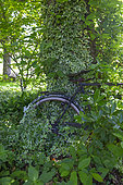 Jardin Cali Canthus, ornamental garden, decorative, visited by the public, old bicycle buried in vegetation, Saint Maurice (67220), Bas Rhin (67), Alsace, Grand Est Region, France
