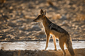 Black backed jackal (Canis mesomelas) drinking in waterhole in backlit in Kgalagadi transfrontier park, South Africa