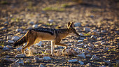 Black backed jackal (Canis mesomelas) running back lit in dry land in Kgalagadi transfrontier park, South Africa