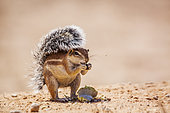 Cape ground squirrel (Xerus inauris) eating seed isolated in natural background in Kgalagadi transfrontier park, South Africa