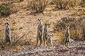 Small group of Meerkats (Suricata suricatta) in alert in Kgalagadi transfrontier park, South Africa
