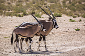 South African Oryx (Oryx gazella) female and cub in Kgalagadi transfrontier park, South Africa