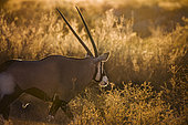 South African Oryx (Oryx gazella) portrait in backlit at sunrise in Kgalagadi transfrontier park, South Africa