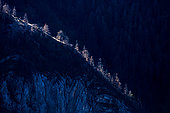 Mélèzes d'Europe (Larix decidua), vallée du Bachelard, parc national du Mercantour, Alpes, France