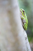 Mediterranean Tree frog (Hyla meridionalis) on a trunk, Camargue, France