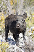 Eurasian boar (Sus scrofa), Monts de Vaucluse, France