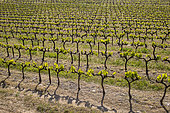 Young vine leaves, Bonnieux, Parc Naturel Régional du Luberon, France
