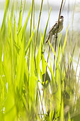 Eurasian Reed Warbler (Acrocephalus scirpaceus) on reed, Camargue, France