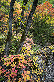 Automne dans le Parc Naturel Régional du Verdon, Alpes de Haute Provence, France