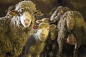 Sheep breeding, Coussoul de Crau natural reserve, Bouches-du-Rhône, France