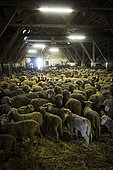Sheep breeding, Coussoul de Crau natural reserve, Bouches-du-Rhône, France