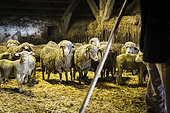 Sheep breeding, Coussoul de Crau natural reserve, Bouches-du-Rhône, France