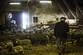 Sheep breeding, Coussoul de Crau natural reserve, Bouches-du-Rhône, France