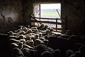 Sheep breeding, Coussoul de Crau natural reserve, Bouches-du-Rhône, France