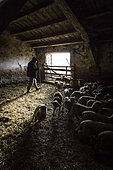Sheep breeding, Coussoul de Crau natural reserve, Bouches-du-Rhône, France