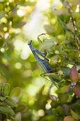 Praying mantis (Mantis religiosa) in the foliage, Alpes de Haute Provence, France