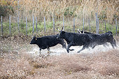Camargue bulls running in the marshes, Arles, Camargue Regional Nature Park, France