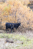 Camargue bulls in the marshes, Arles, Camargue Regional Nature Park, France