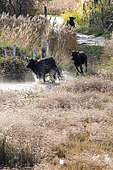 Camargue bulls running in the marshes, Arles, Camargue Regional Nature Park, France