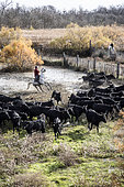 Sorting of Camargue bulls by bullfighters, Arles, Camargue Regional Nature Park, France