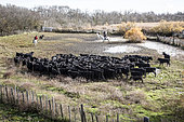 Sorting of Camargue bulls by bullfighters, Arles, Camargue Regional Nature Park, France