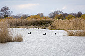 Mallard (Anas platyrhynchos), Arles, Camargue Regional Nature Park, France