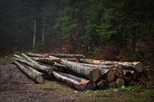 Logging and logs in the Jura Mountains, Giron, Ain, France.