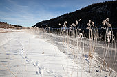 Bank of the Grand Lac d'Etival, Etival, Jura, France