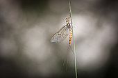 Mayfly on a stem, Le Valouson in Petit Marigna, Marigna-sur-Valouse, Jura, France