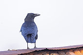 Carrion Crow (Corvus corone), perched on a roof, Obernai, Alsace, France