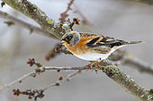 Northern chaffinch (Fringilla montifringilla), male perched in a cherry tree in winter with snow, Obernai, Alsace, France,