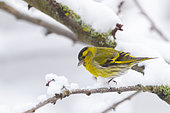 Eurasian siskin (Spinus spinus), male perched in a cherry tree, in winter with snow, Obernai, Alsace, France