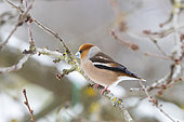 Hawfinch (Coccothraustes coccothraustes), adult male perched in a cherry tree, in winter with snow, Obernai, Alsace, France