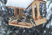 Hawfinch (Coccothraustes coccothraustes), adult male and Northern chaffinch (Fringilla montifringilla), birds perched in a feeder, in winter with snow, Obernai, Alsace, France