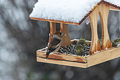 Hawfinch (Coccothraustes coccothraustes), adult male and Siskins (Spinus spinus), birds perched in a feeder, in winter with snow, Obernai, Alsace, France