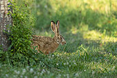 European hare (Lepus europaeus), at the time of reproduction, in the fields, arable land, Senlis region, Department of Oise (60), France