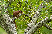 Ecureuil roux (Sciurus vulgaris), mangeant des mirabelles vertes dans un arbre fruitier (Mirabéllier), bosquet, région de Senlis, Département de l'Oise (60), France