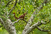 Ecureuil roux (Sciurus vulgaris), mangeant des mirabelles vertes dans un arbre fruitier (Mirabéllier), bosquet, région de Senlis, Département de l'Oise (60), France