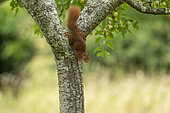 Ecureuil roux (Sciurus vulgaris), descendant du tronc d'un mirabellier où il est venu manger des mirabelles vertes dans l'arbre fruitier, bosquet, région de Senlis, Département de l'Oise (60), France
