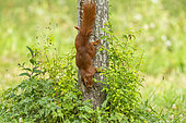 Ecureuil roux (Sciurus vulgaris), descend du tronc d'un mirabellier où il est venu manger des mirabelles vertes dans l'arbre fruitier, bosquet, région de Senlis, Département de l'Oise (60), France