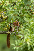 Red Squirrel (Sciurus vulgaris), eating green mirabelle plums in a fruit tree (European mirabelle plum), grove, Senlis region, Department of Oise (60), France