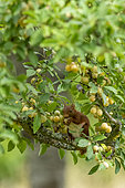Red Squirrel (Sciurus vulgaris), eating green mirabelle plums in a fruit tree (European mirabelle plum), grove, Senlis region, Department of Oise (60), France
