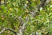 Green Woodpecker (Picus viridis viridis), a juvenile seeks to eat in a fruit tree (European mirabelle plum), orchard, Senlis region, Department of Oise (60), France